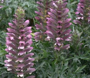 acanthus spinosus