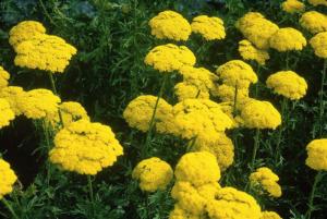 achillea filipendul. cloth gold 