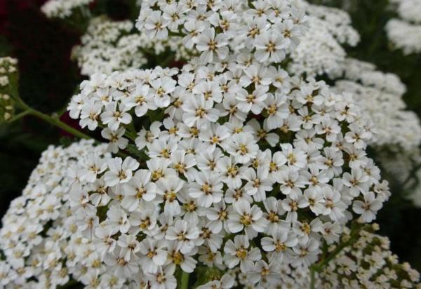 achillea filip. heinrich vogeler