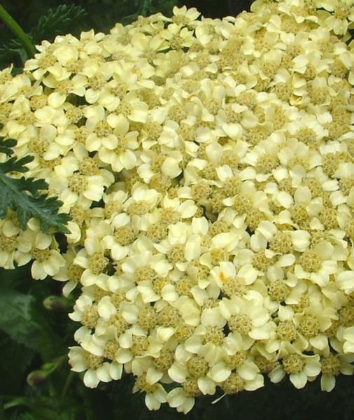 achillea hella glashoff