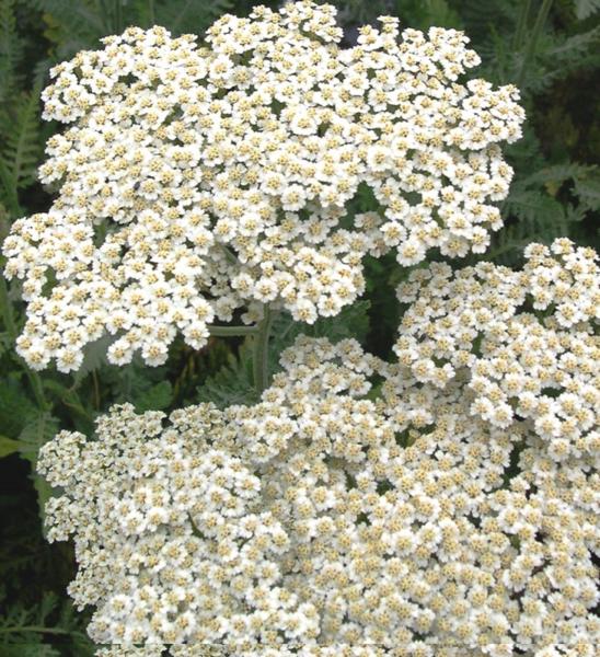 achillea millefolium alabaster  