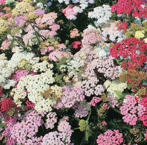 achillea millefolium colorado