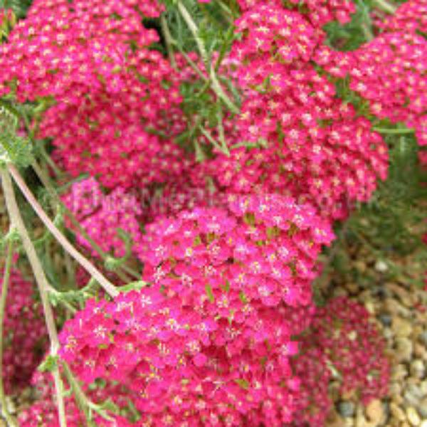 achillea millefol. cerise queen 