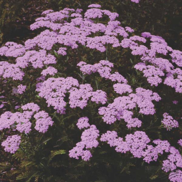 achillea millefol. lilac beauty