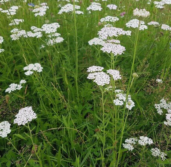 achillea millefolium