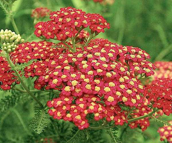 achillea millefolium paprika 