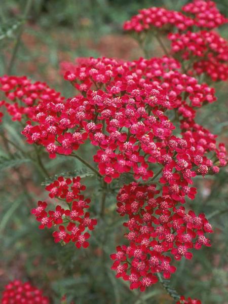 achillea millefolium summerwine 