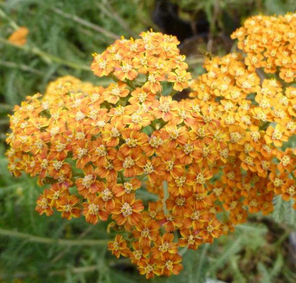 achillea millefolium terracotta