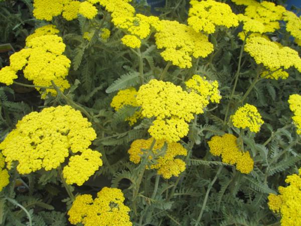 achillea moonshine 