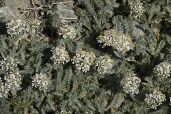 achillea nana 