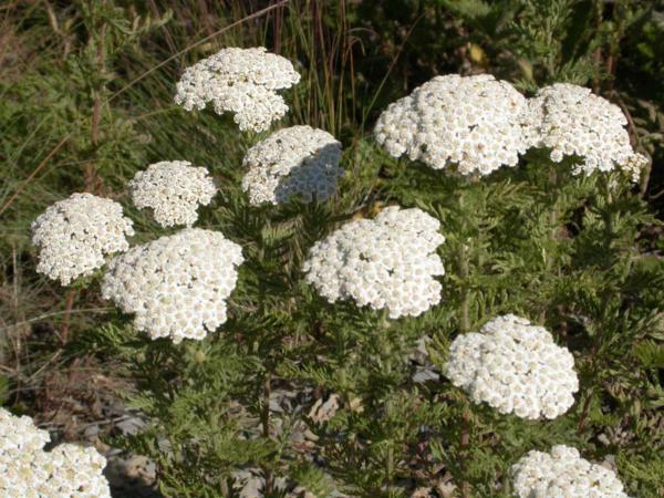 achillea nobilis 