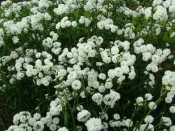 achillea ptarmica pearl