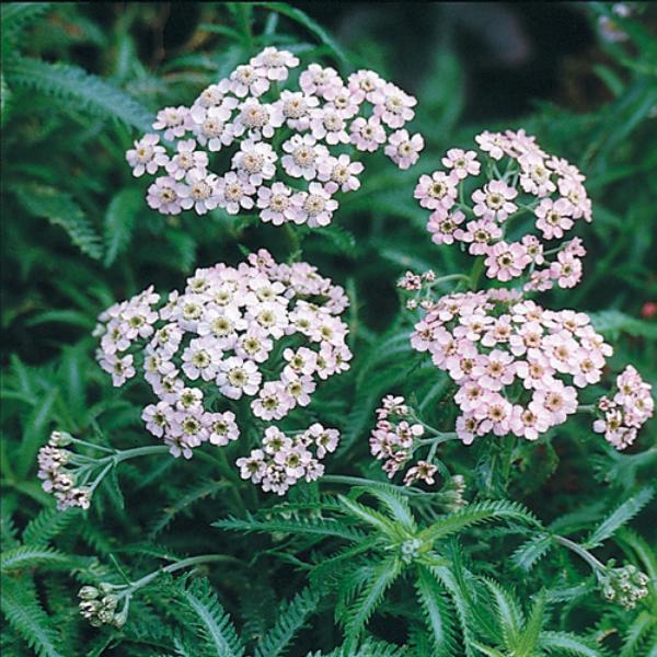 achillea sibirica camtschatica 