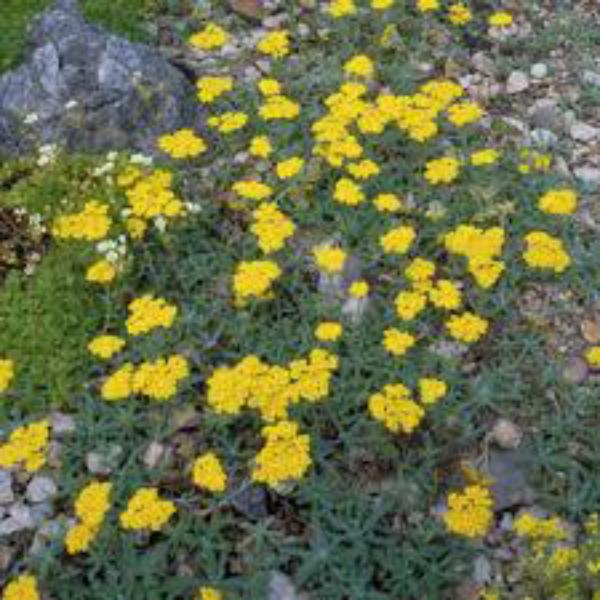 achillea tomentosa aurea