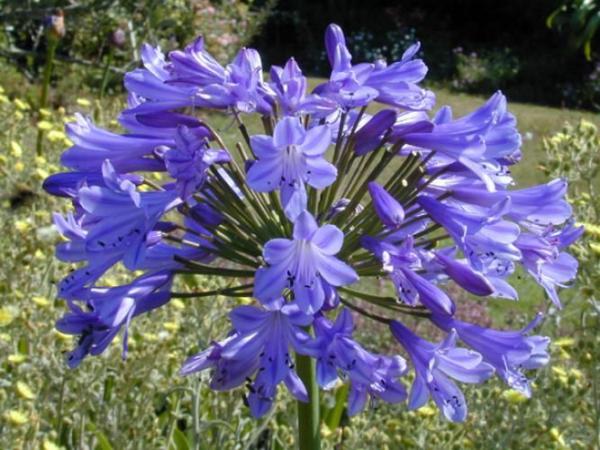 agapanthus amsterdam