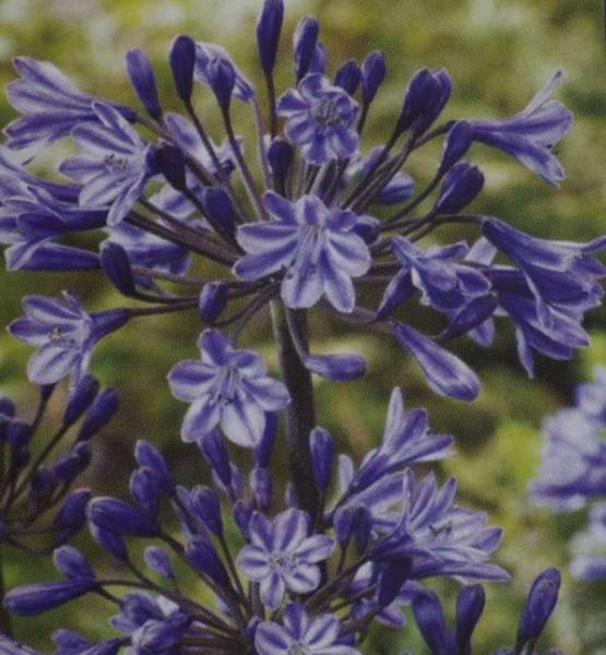 agapanthus black buddhist