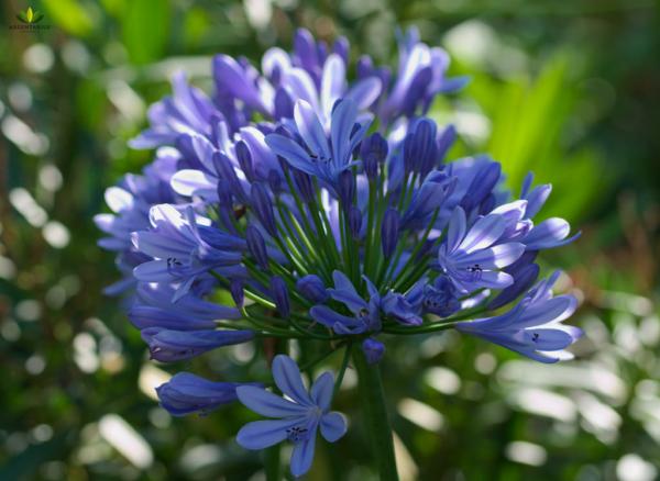 agapanthus blue triumphator