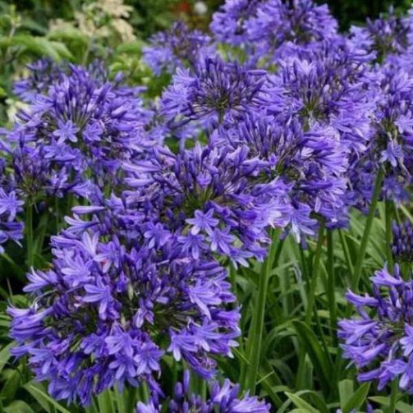 agapanthus dr. brouwer