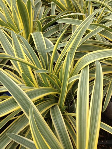 agapanthus gold strike