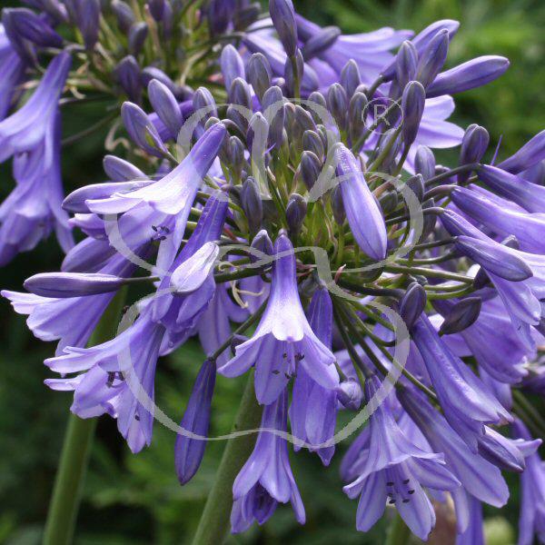 agapanthus headbourne