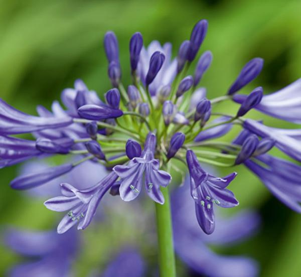 agapanthus lapis lazuli