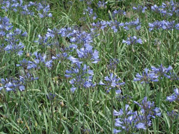 agapanthus mini blue