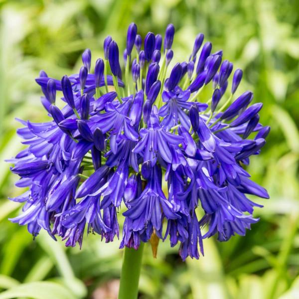 agapanthus midnight blue