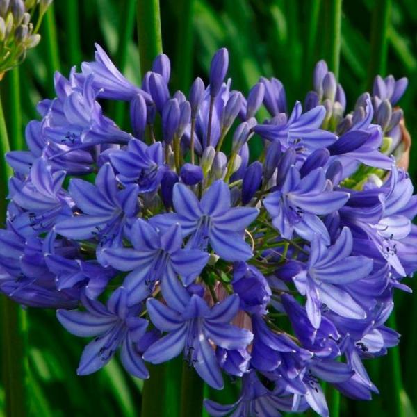 agapanthus navy blue