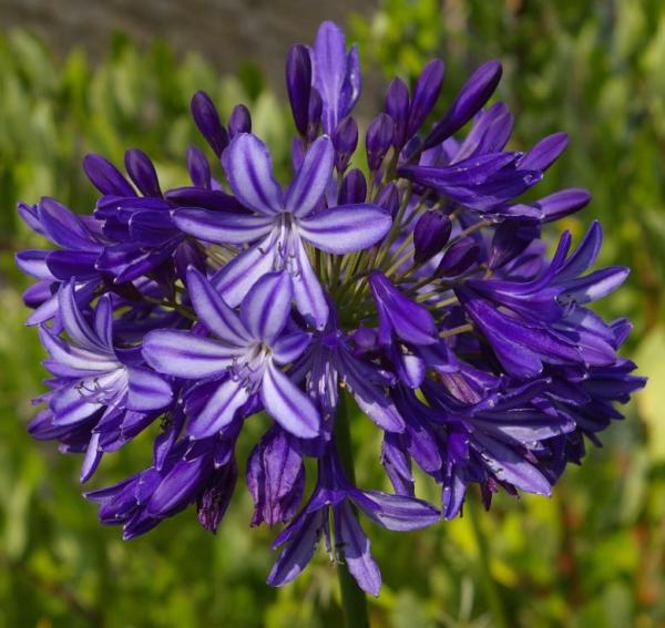 agapanthus northern star