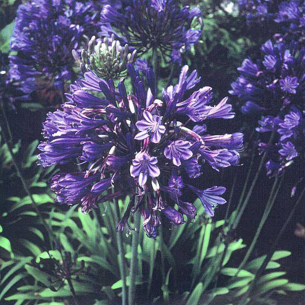 agapanthus peter pan