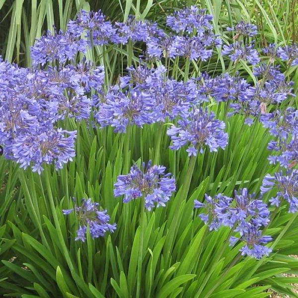 agapanthus pitchoune blue