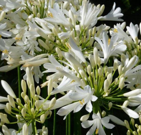 agapanthus pitchoune white