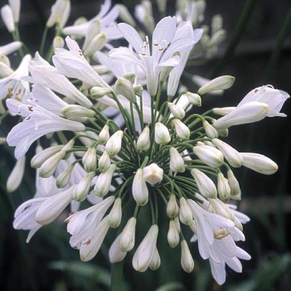 agapanthus polar ice