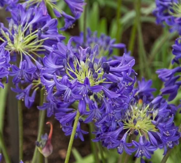 agapanthus purple delight