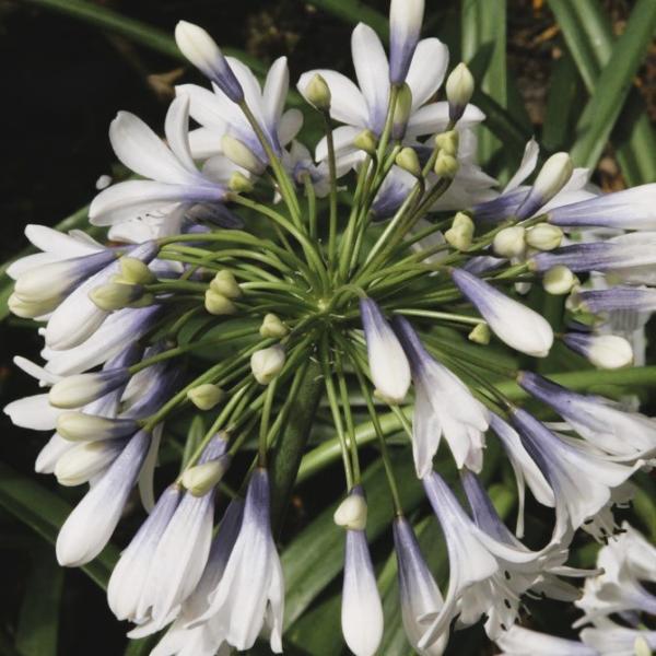 agapanthus queen mum