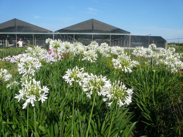 agapanthus umbellatus albus