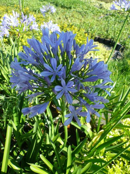 agapanthus umbellatus