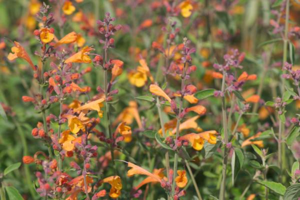 agastache aurantiaca