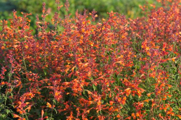 agastache aurantiaca tango