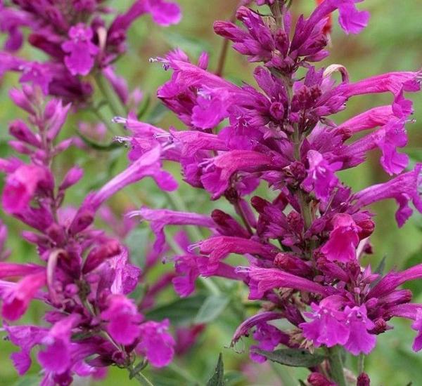 agastache cana bolero