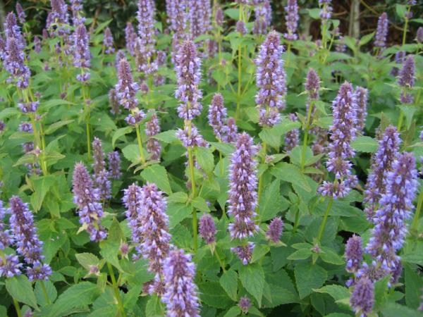 agastache foeniculum