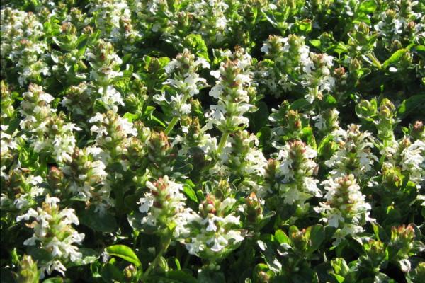 ajuga reptans alba 