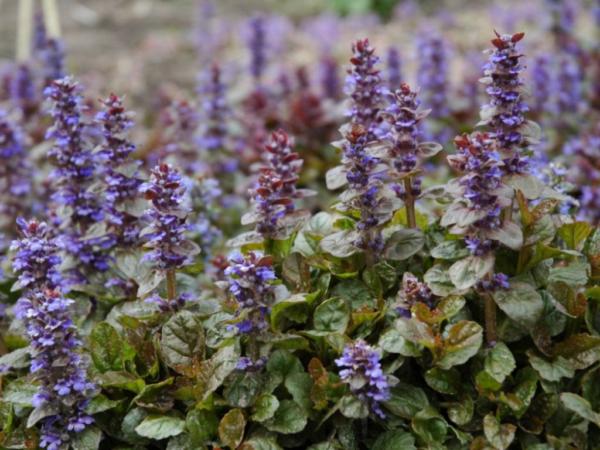 ajuga reptans atropurpurea