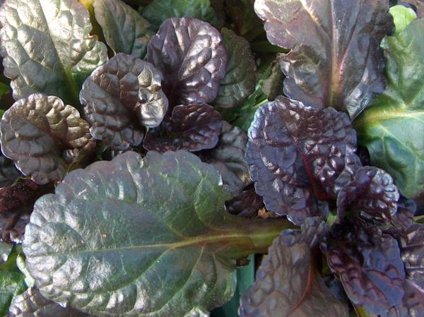 ajuga reptans black scallop