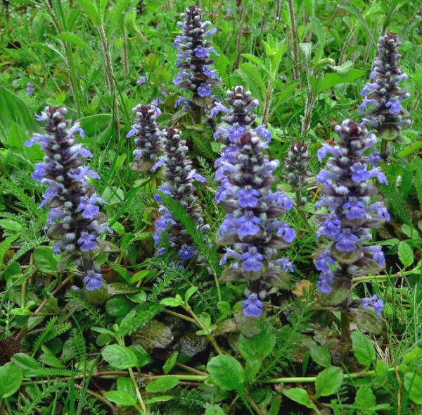 ajuga reptans