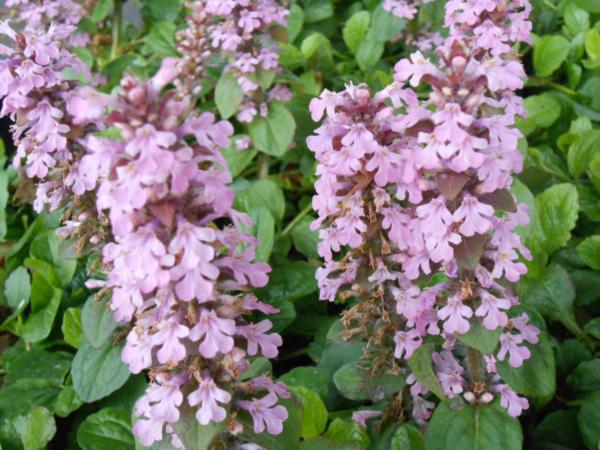 ajuga reptans rosea 