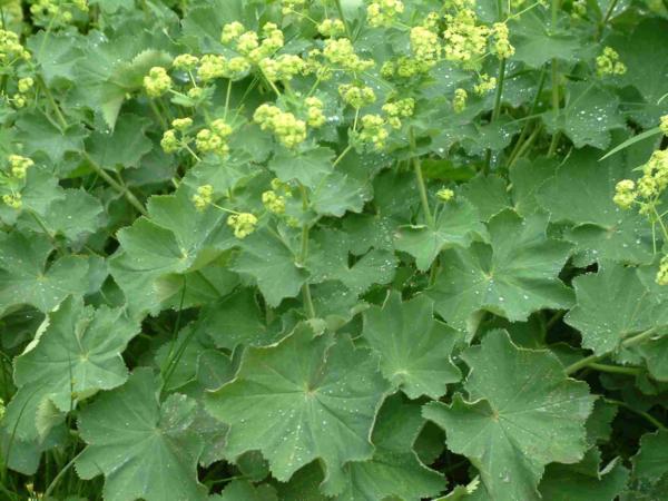 alchemilla mollis