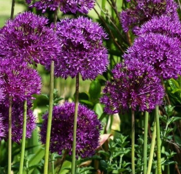 allium aflatun. purple sensation