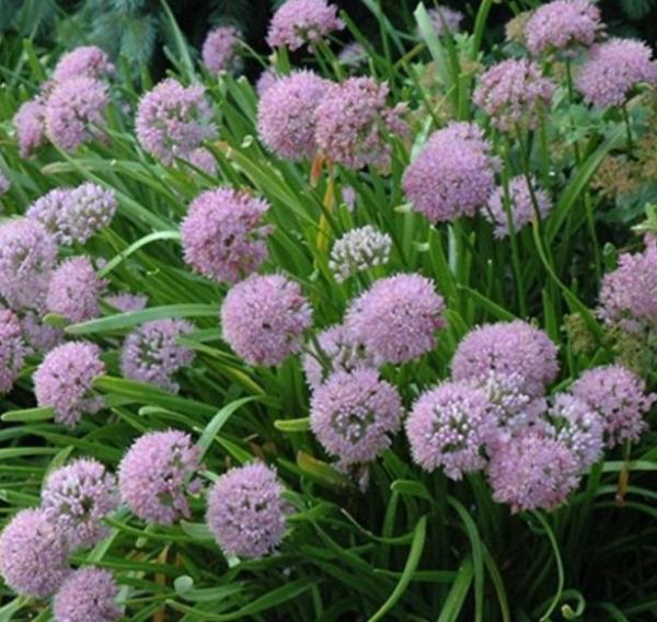 allium angulosum