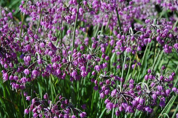 allium cernuum hidcote